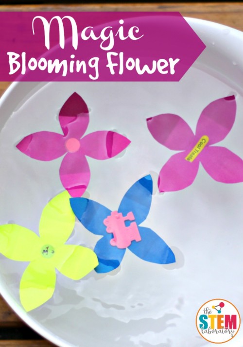 Make flowers out of paper and watch them magically unfold to reveal a surprise! A fun STEM activity that preschoolers can do all on their own.